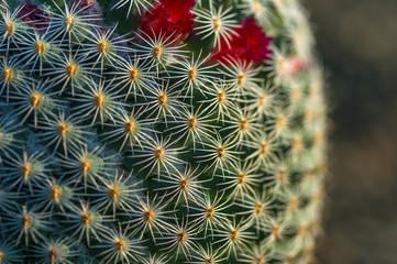 Cactus plant in park