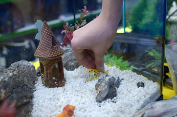 Lesson of aquarium husbandry. Child's hand arranging decorations in an empty aquarium