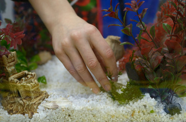 Lesson of aquarium husbandry. Child's hand arranging decorations in an empty aquarium