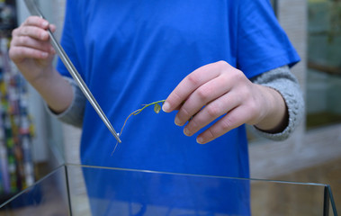 Lesson of aquarium husbandry. Girl's hand arranging decorations in an empty aquarium using tweezers