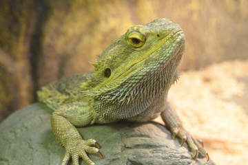 Lizard Central bearded dragon (Pogona vitticeps) sitting on a stone in a terrarium