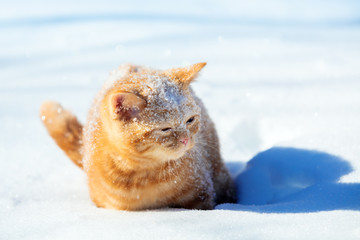 Red cat walks in deep snow during a snowfall in winter