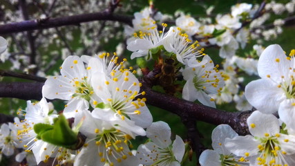 bee on a plum flowers