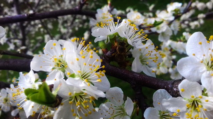bee on a plum flower