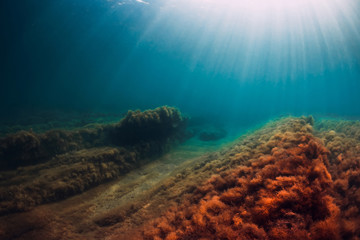 Underwater scene with red seaweed at rocks and sun rays in sea © artifirsov