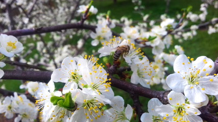 blooming plum tree in spring