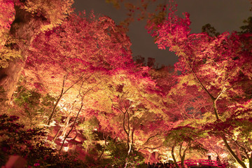 Naklejka na ściany i meble 京都の紅葉ライトアップ
