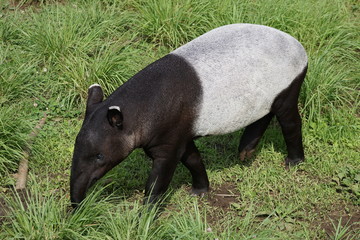 Fototapeta premium マレーバク