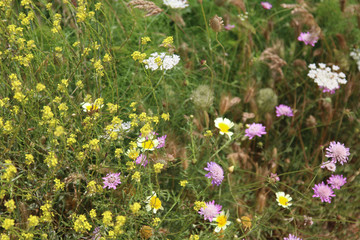 Wild flowers