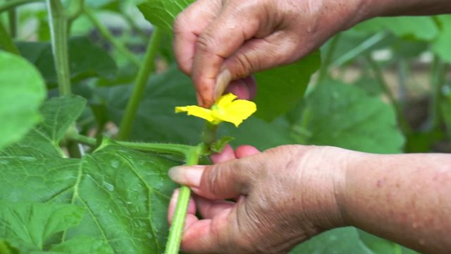 Close up senior woman hand farmer pollinating melon fruits tree by rubbing pollen from male stamen on female carpels flower, hands pull mustache from tendrils vine help effective breeding melon 