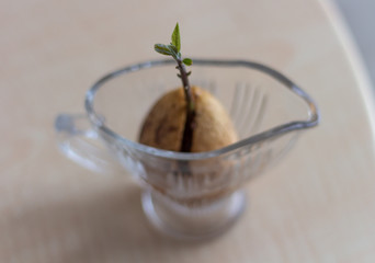 avocado sprout