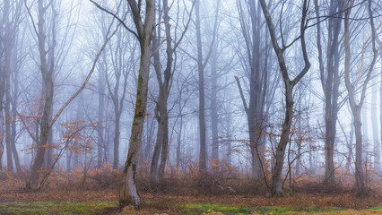 Dreamy forest on a foggy morning during winter time, colorful winter forest with bare branches