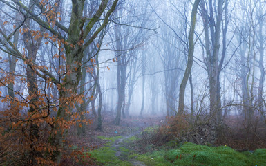 Dreamy forest on a foggy morning during winter time, colorful winter forest with bare branches