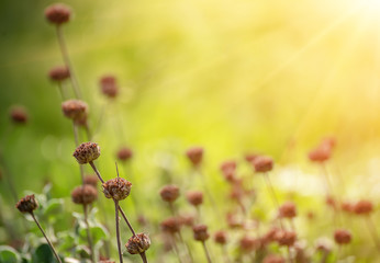 Natural abstract sunny background