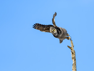Northern Hawk Owl Takes Off from the Top of the Tree