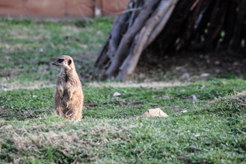 Naklejka na ściany i meble meerkat standing in grass