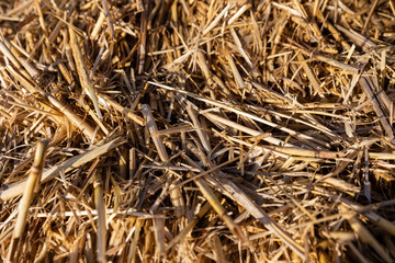 detail of straw illuminated by the sun
