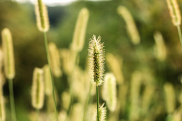 Obraz premium closeup of green grass