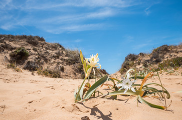 seldom plant sea daffodil, pancratius maritimum, blurry beach in background