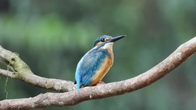 Beautiful common Kingfisher bird dressing after ready to relax in the evening.