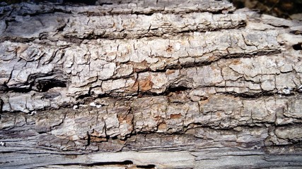 The bark of an old thick tree. Light gray wood with dark cracks. Wood texture. Tissues are located...