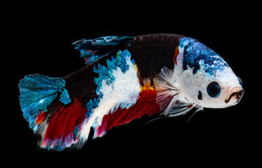 Fancy koi galaxy betta fish.