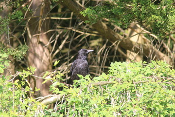 Crow in the trees