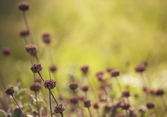 Natural abstract sunny background