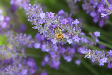 Lavender