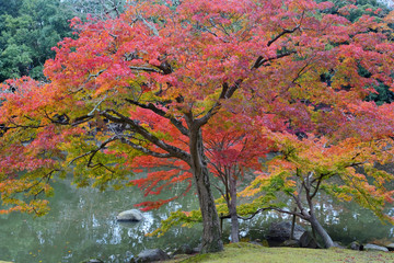 Fototapeta premium 紅葉