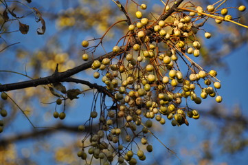 センダン（栴檀）の黄色い木の実