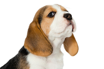 Puppy beagle on a white background.