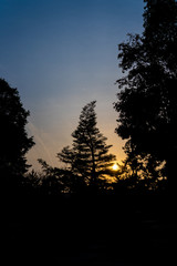 Japanese tree silhouette at dusk