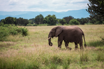 an elephant walks on the African Savannah, the bushes among the candelabra trees