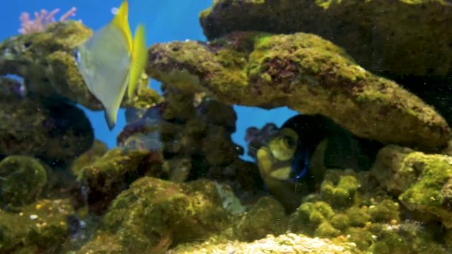 Fish aquarium. Beautiful fish swimming in an aquarium in the aquarium. A colorful aquarium filled with stones of karalas and algae. Reef beautiful captive fish