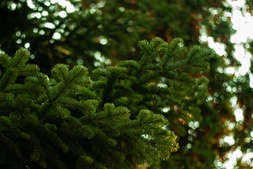 Spruce branches