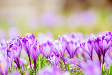 Obraz premium Spring crocus flowers