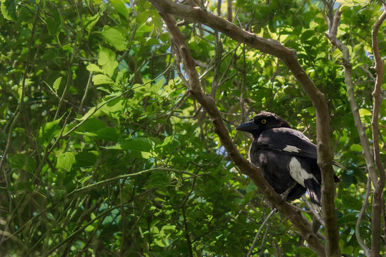 Australian Currawong sits in a tree