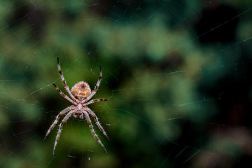 A garden spider in its web