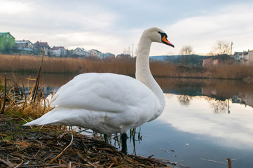 white swans on an autumn lake on a sunny day