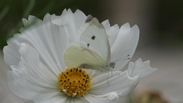 Pieris brassicae also called cabbage butterfly, cabbage white, cabbage moth.