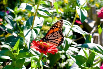 Mariposa flamenca (puntos blancos)