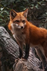 red fox in wild