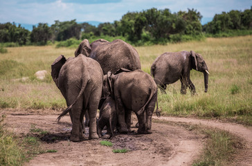 Obraz premium Three big elephants bathe a small elephant in a puddle