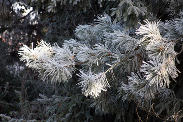 First fancy icy greetings of a real winter in Croatian countryside near Zagreb,Croatia, Europe