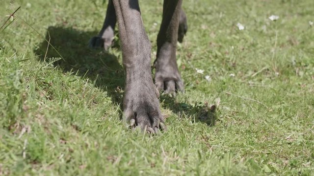 Great dane walking towards camera