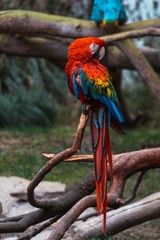 Bright parrot on branch