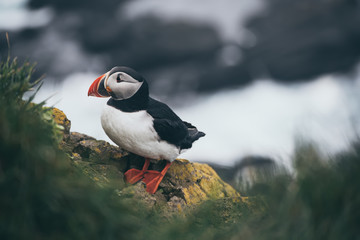 Single atlantic puffin