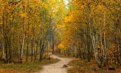 Obraz premium Autumn landscape. Nice sunny day for a nice walk. A beautiful forest decorated with colors of autumn pleases the eye.