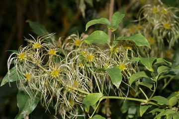 Fruchtstand der Waldrebe, Clematis vitalba